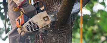 Best Commercial Tree Removal  in Nikiski, AK