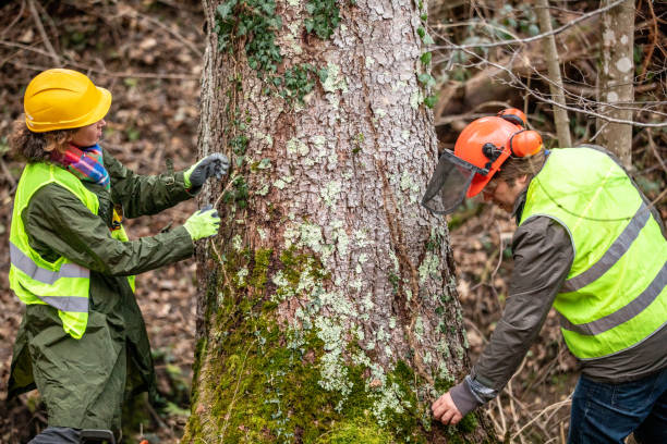 Best Tree Mulching  in Nikiski, AK