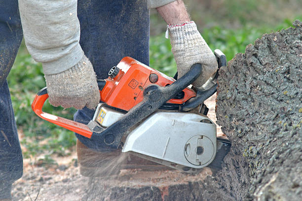 How Our Tree Care Process Works  in  Nikiski, AK