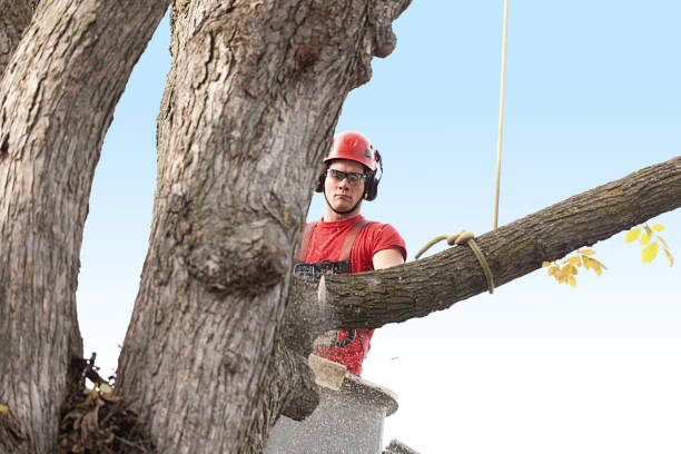  Nikiski, AK Tree Removal Services Pros